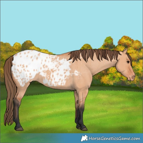 Horse Color:Bay Dun Appaloosa 