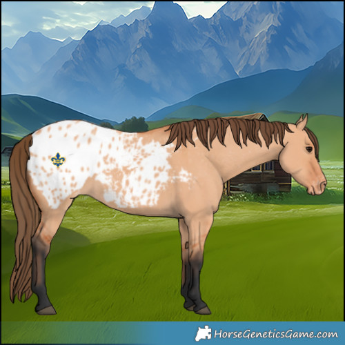 Horse Color:Bay Dun Blanket 