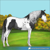 Horse Color:Black Splash Tobiano Varnish Rabicano