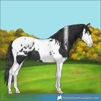 Horse Color:Black Splash Tobiano Blanket