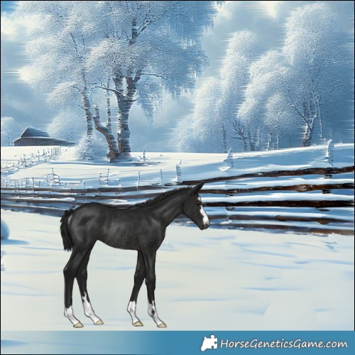 Horse Color:Gray Black Mushroom Rabicano 