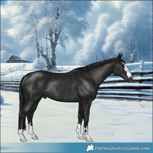 Horse Color:Gray Black Mushroom Rabicano 