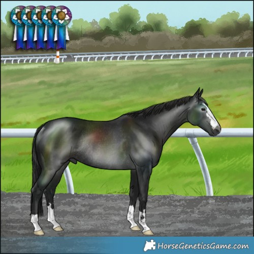 Horse Color:Gray Black Mushroom Rabicano 