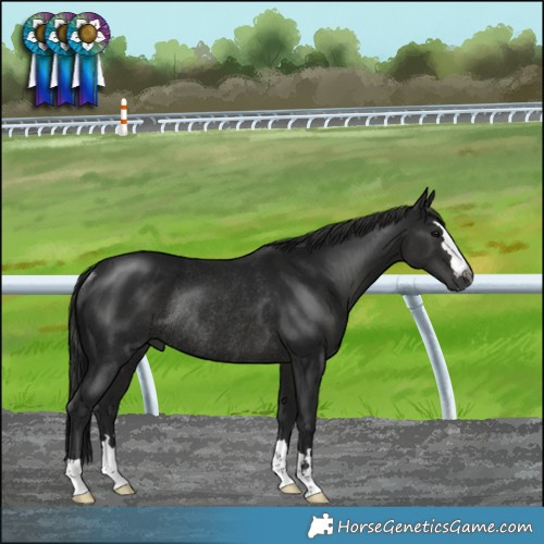 Horse Color:Gray Black Mushroom Rabicano 
