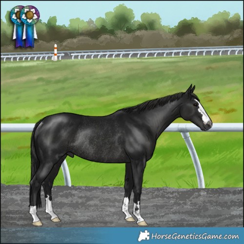 Horse Color:Gray Black Mushroom Rabicano 