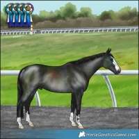 Horse Color:Gray Black Mushroom Rabicano