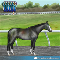 Horse Color:Gray Black Mushroom Rabicano 