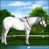 Horse Color:Gray White Spotted Black Blanket and Gray White Spotted Black Snowcap