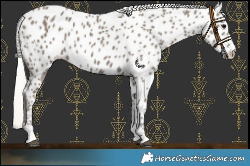 Horse Color:Silver Smoky Black Appaloosa 