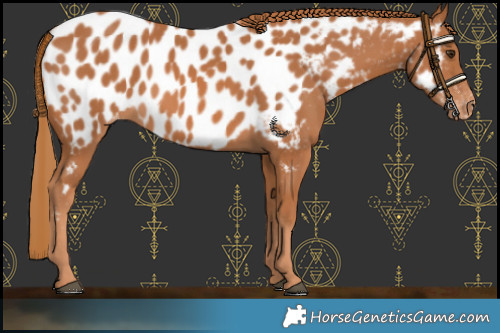 Horse Color:Chestnut Near Leopard 