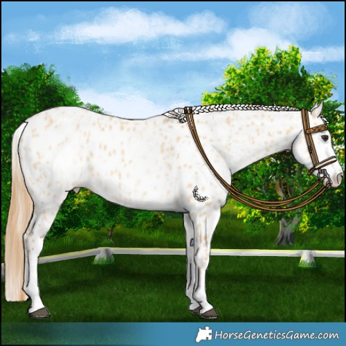 Horse Color:White Spotted Red Dun Appaloosa Rabicano  and White Spotted Red Dun Appaloosa Rabicano 