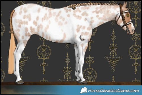 Horse Color:Red Roan Pearl Tobiano Frame Near Leopard 