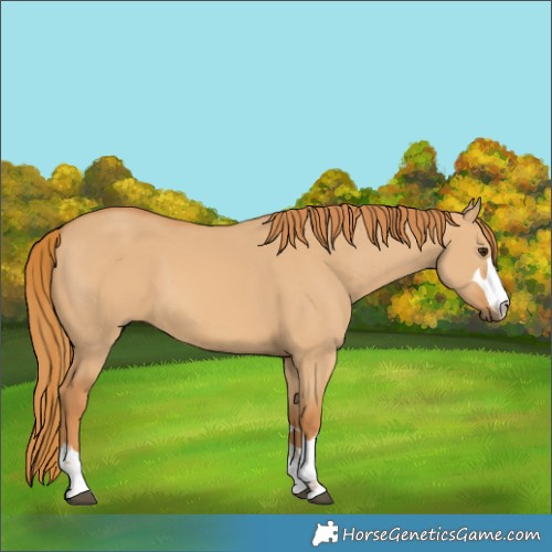 Horse Color:Red Dun 