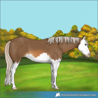 Horse Color:Chocolate Palomino Splash