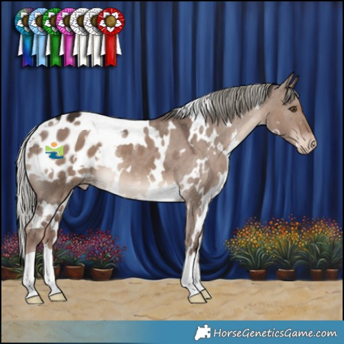 Horse Color:White Spotted Liver Red Dun Mushroom Appaloosa 