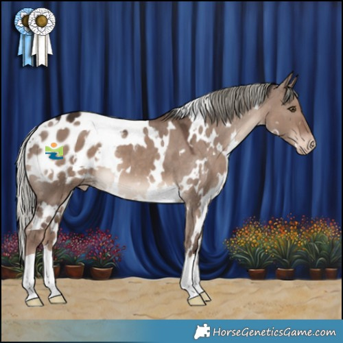 Horse Color:White Spotted Liver Red Dun Mushroom Appaloosa 