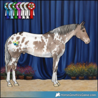 Horse Color:White Spotted Liver Red Dun Mushroom Appaloosa
