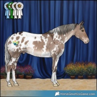 Horse Color:White Spotted Liver Red Dun Mushroom Appaloosa 