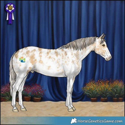Horse Color:Chocolate Palomino Dun Mushroom Sabino Appaloosa 