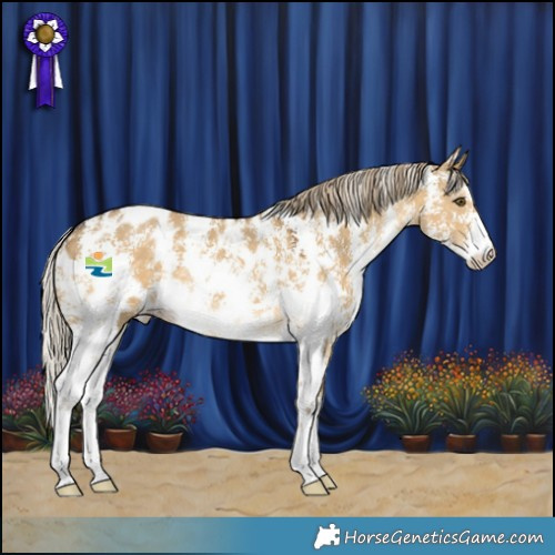 Horse Color:Chocolate Palomino Dun Mushroom Sabino Appaloosa 