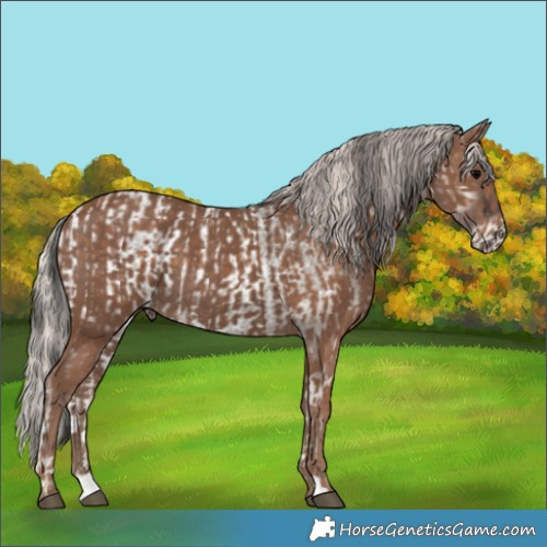 Horse Color:Grullo Roan Onyx Appaloosa  and Silver Black 