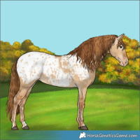 Horse Color:Red Dun Blanket and Gray Red Dun Blanket