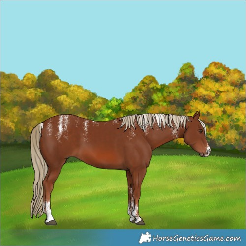 Horse Color:Powder White Chestnut 