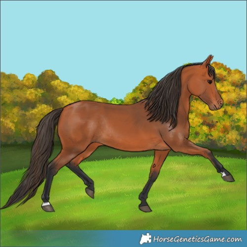 Horse Color:Bay Rabicano