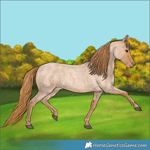 Horse Color:Red Roan Rabicano 