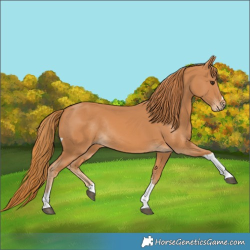 Horse Color:Chestnut Tobiano Rabicano 