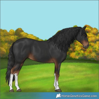 Horse Color:Gray White Spotted Liver Chestnut 