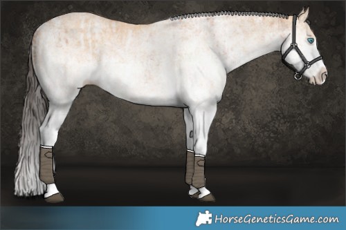 Horse Color:White Spotted Bay Splash  and White Spotted Bay Dun Splash 