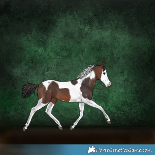 Horse Color:Brown Splash Tobiano