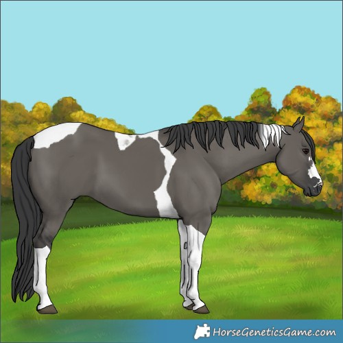 Horse Color:Grullo Tobiano 