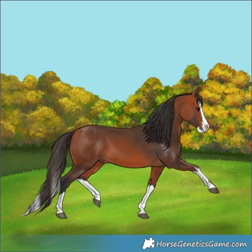 Horse Color:Bay Splash 