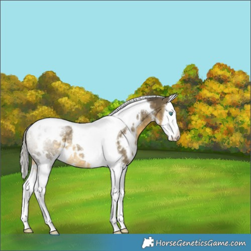 Horse Color:White Spotted Silver Buckskin Dun Splash Tobiano Rabicano 