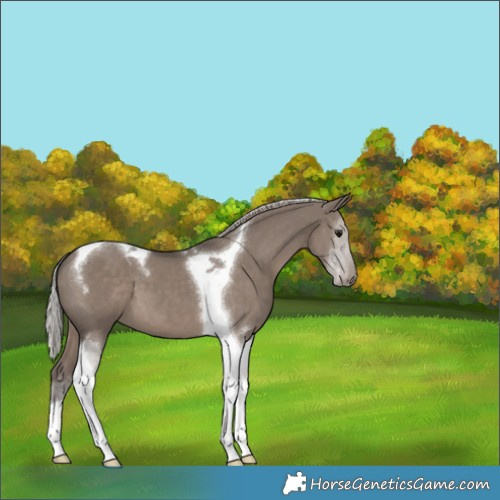Horse Color:Silver Grullo Mushroom Tobiano