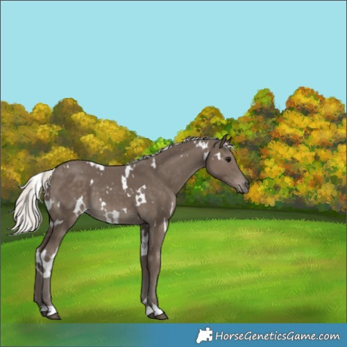 Horse Color:White Spotted Silver Smoky Black