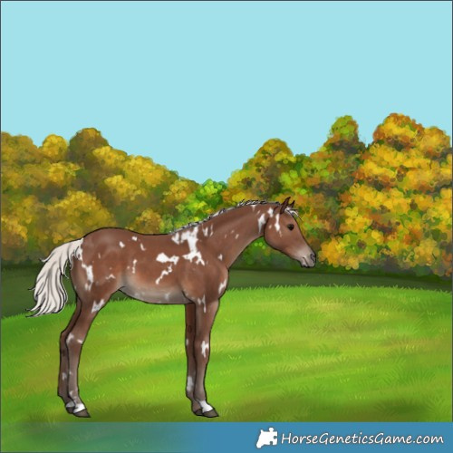 Horse Color:White Spotted Silver Black 