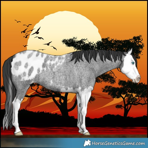 Horse Color:Blue Roan Splash Blanket 