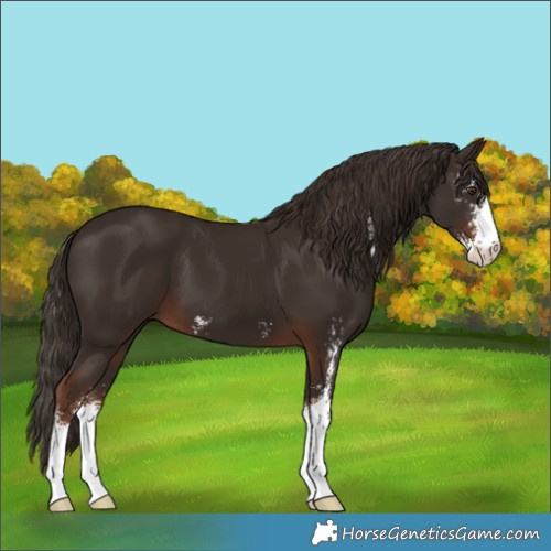 Horse Color:Liver Chestnut Sabino 