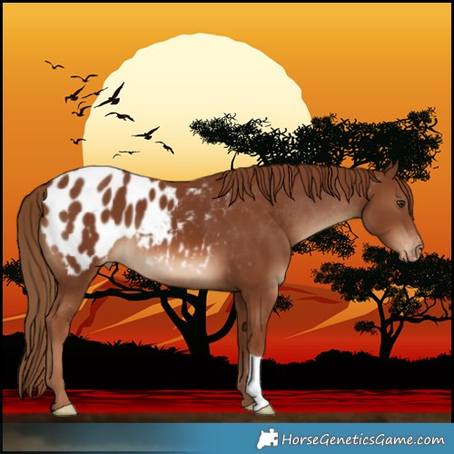 Horse Color:Chestnut Blanket 