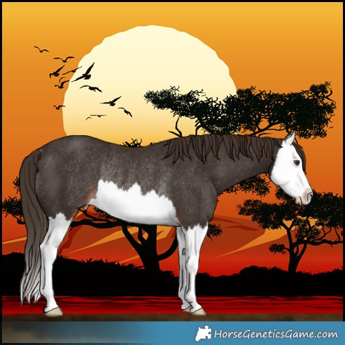 Horse Color:Liver Chestnut Splash Rabicano 