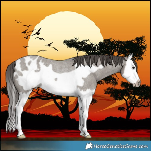 Horse Color:Grullo Roan Splash Frame Blanket Rabicano 