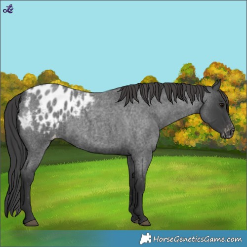 Horse Color:Blue Roan Appaloosa 