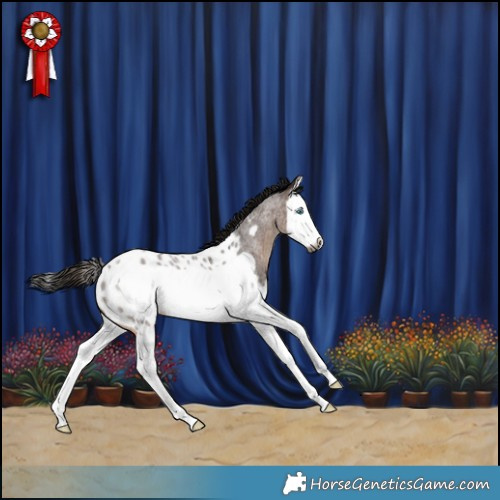 Horse Color:Gray Bay Roan Splash Frame Appaloosa Rabicano 