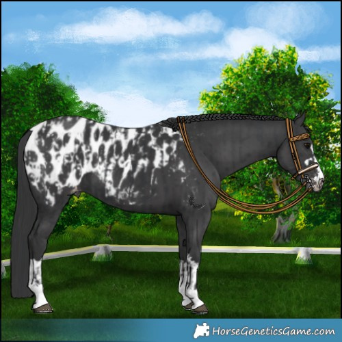 Horse Color:Black Appaloosa  and Black Appaloosa 