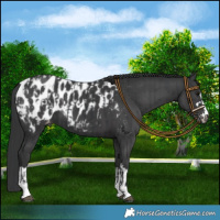 Horse Color:Black Blanket  and Black Blanket 