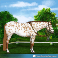 Horse Color:Gray Red Dun Near Leopard  and Gray Red Dun Frame Near Leopard 