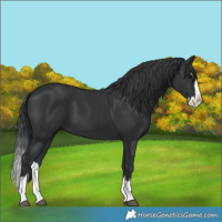 Horse Color:Black Splash